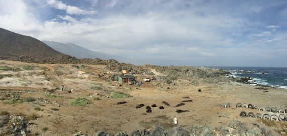 Así luce en la actualidad la costa de la Región de Antofagasta, donde se realizó este estudio